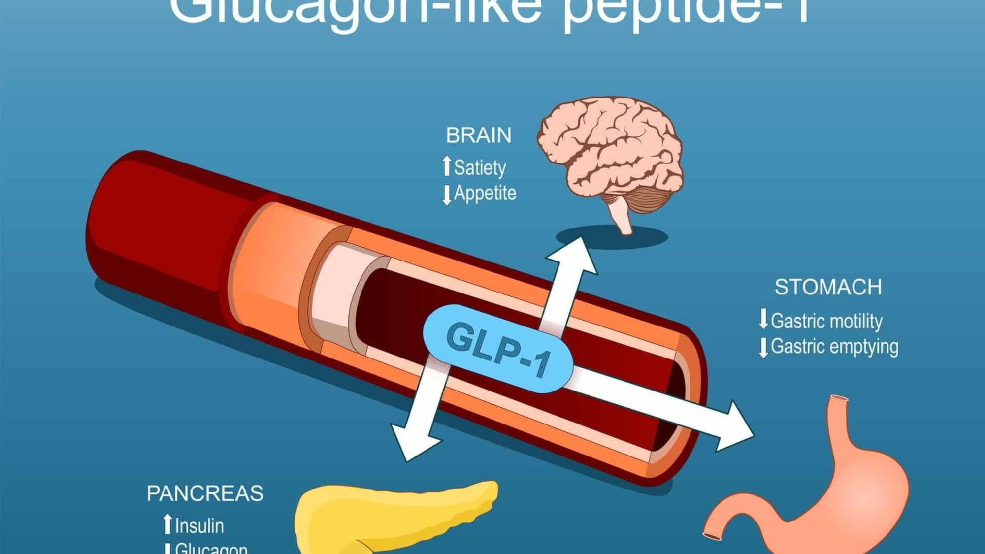 What Your Doctor Didn't Tell You About GLP-1 & its Natural Activation